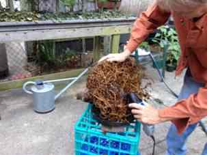 cleaning root ball